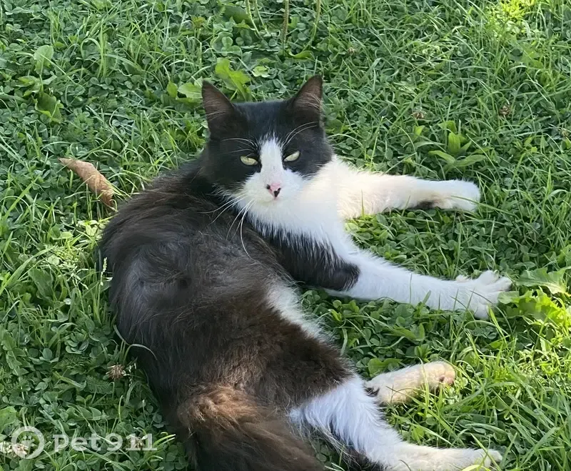 Chat trouvé à Ferrières-en-Bray - photo