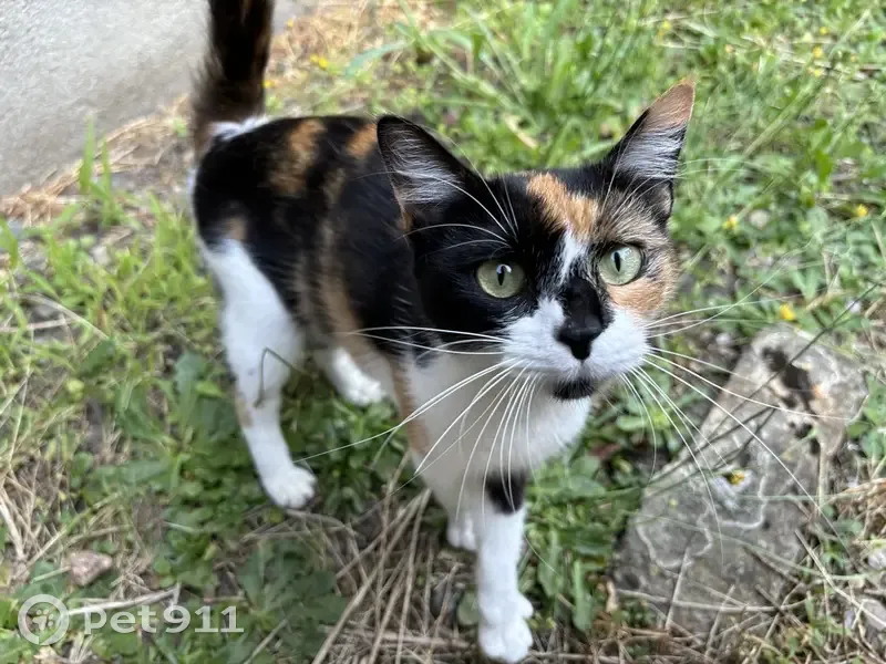 Chat trouvé à Laval : femelle câline sans collier - photo