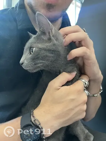 Chaton gris aux yeux verts trouvé à Gémozac - photo