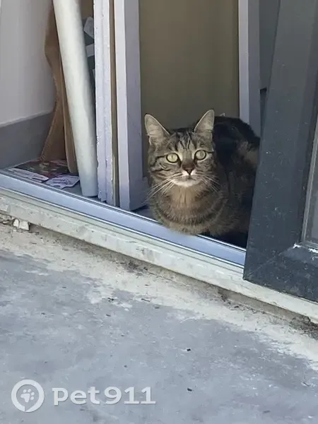 Chat tigré perdu à Viglain (3-4 août) - photo