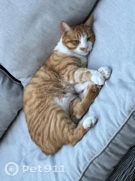 Chat perdu : Tigrou, roux et blanc, 4.5kg - photo