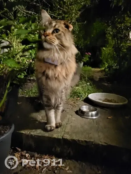 Roméo, chat Maine coon perdu à Torcy - photo