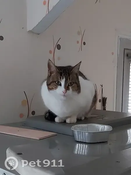 Chatte européenne disparue à Bordères-sur-l'Échez - photo