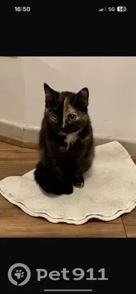 Chat trouvé à Paris le 29 juin 2024 - photo