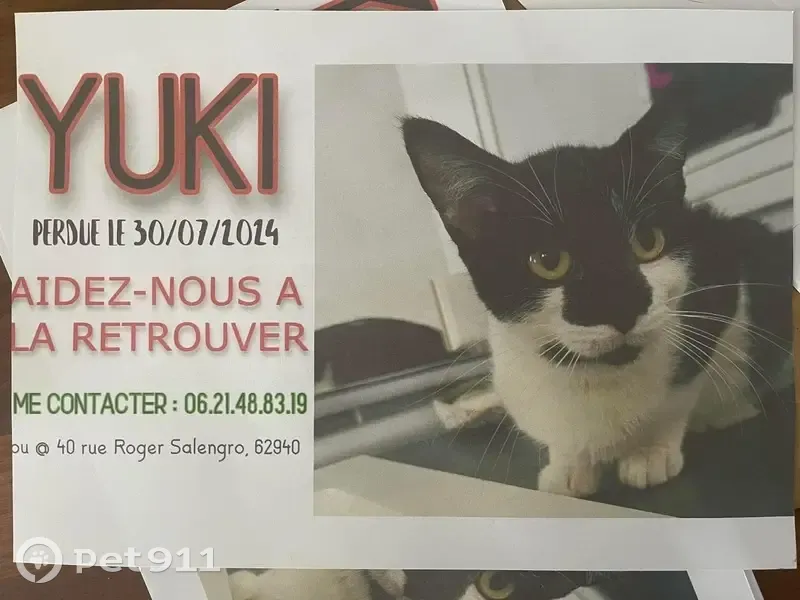 Chatte Yuki 1 an perdue à Haillicourt - photo