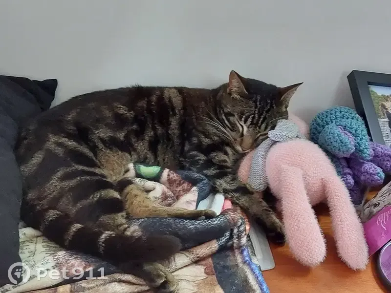 Chatte grise rayée perdue à Forges-les-Bains - photo