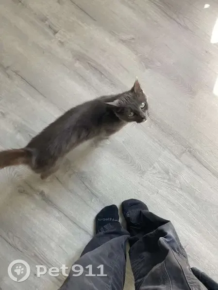 Chat gris perdu avec clochette à Landes-sur-Ajon - photo