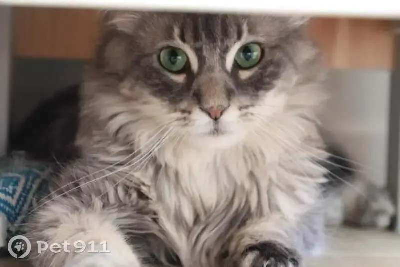 Chat gris perdu au Bois des Tréans - photo