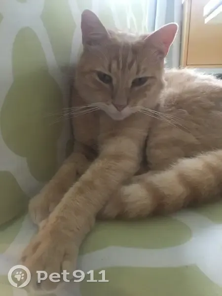 Chat roux Emile perdu à Rebais, très peureux - photo