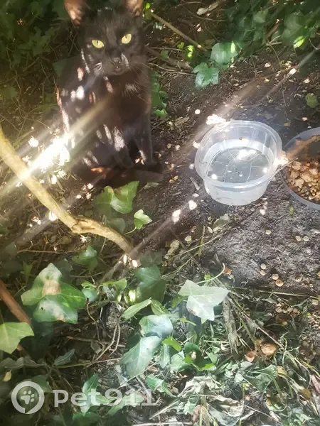Jeune chat noir trouvé près de l'EPAHD Laval - photo
