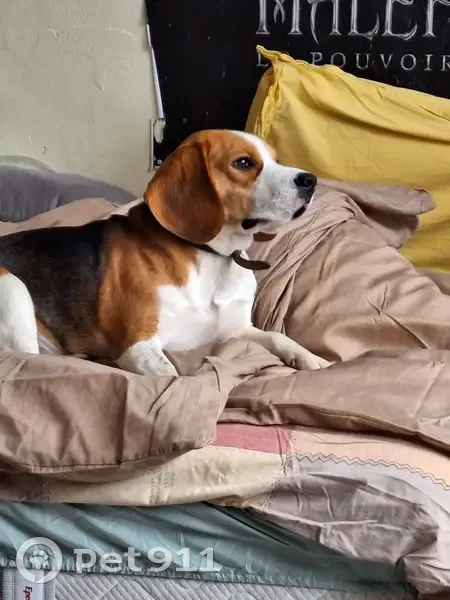 Beagle Tommy perdu à Niort - Aidez-nous ! - photo