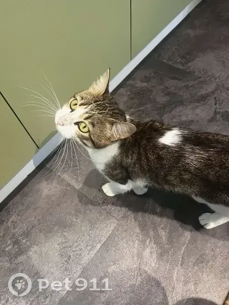 Chat tigre mâle trouvé, maigre, 1,5 ans max - photo