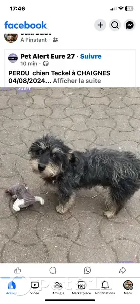 Chien croisé teckel perdu à Chaignes - photo