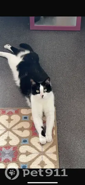 Chatte noire et blanche perdue à Bordeaux - photo