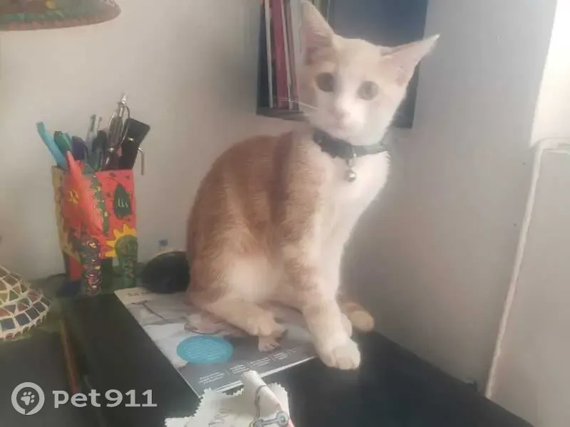 Chaton femelle trouvée, Les Aires, Occitanie - photo