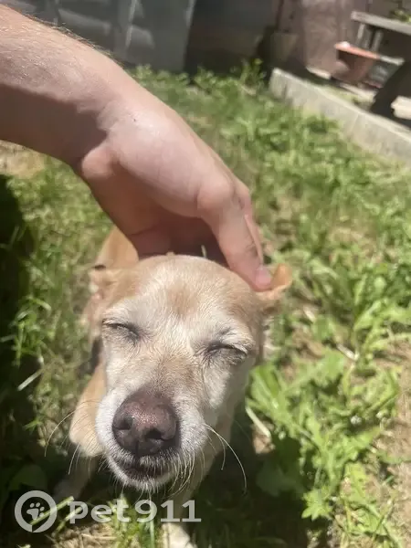 Chienne pinscher caramel perdue à Viriat - photo