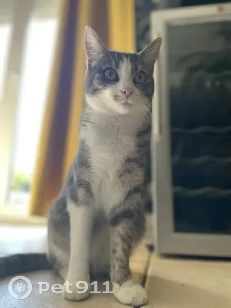Chatte grise/blanche trouvée à St-Nicolas-de-Port - photo