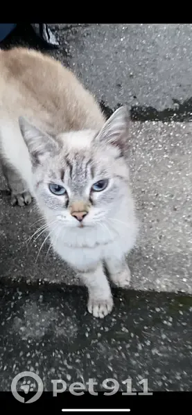 Chatte sacrée de Birmanie trouvée errante - photo