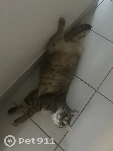 Chat européen disparu, très craintif, Les Sables - photo