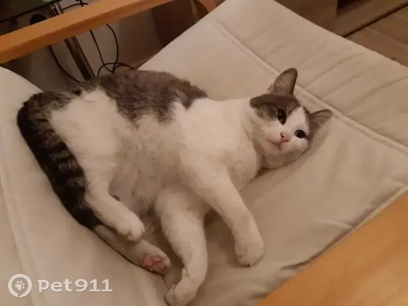 Chat européen blanc et tigré disparu - photo