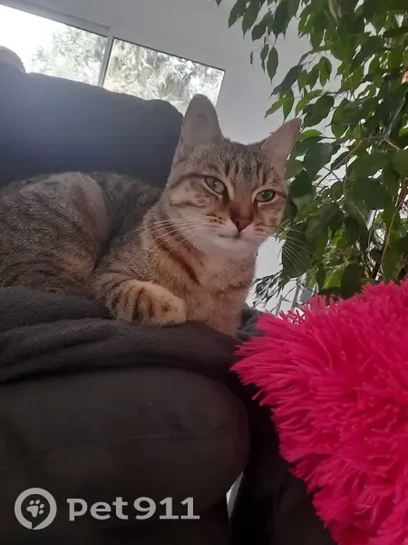 Chatte perdue, stérilisée, pucée à Loireauxence - photo