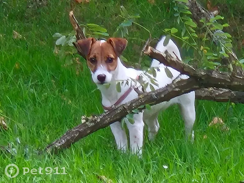 Chiot Jack Russell perdu à Montgeron - photo