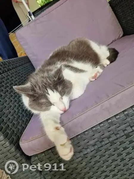 Chatte craintive de 12 ans disparue à Steinbourg - photo