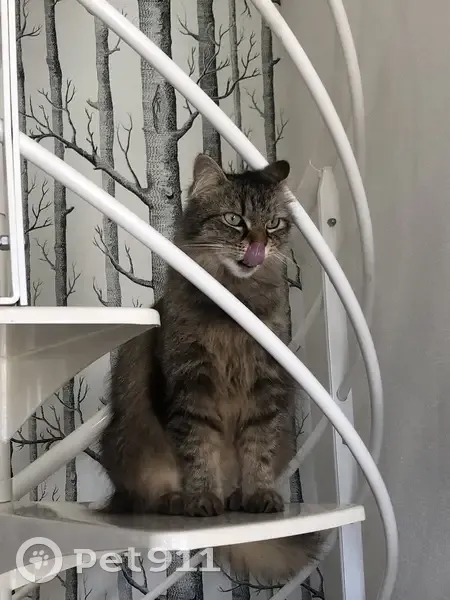 Chat femelle 7 ans disparue à Troyes - photo