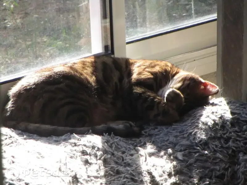 Chat Bengal mâle 9 ans perdu à Pourcieux - photo