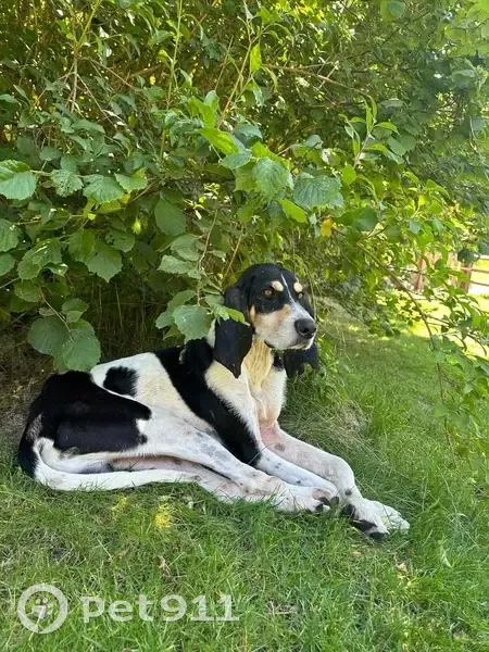 Jeune braque de Gascogne trouvé à Apinac - photo