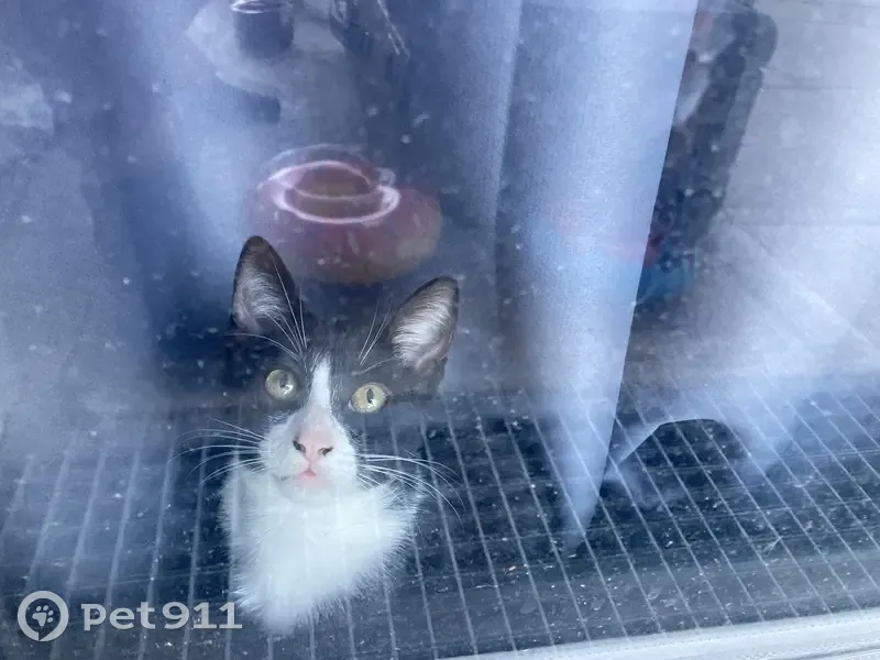 Chaton noir et blanc trouvé à Maisons-Alfort - photo