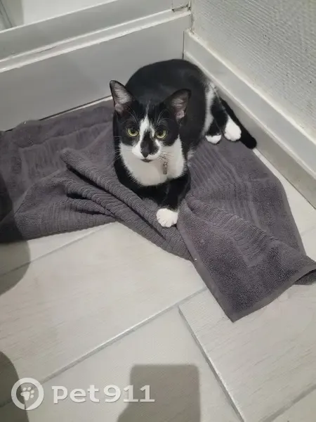 Chatte perdue, noire et blanche, Albert - photo