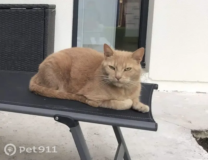 Chat roux caramel perdu à Audenge - photo
