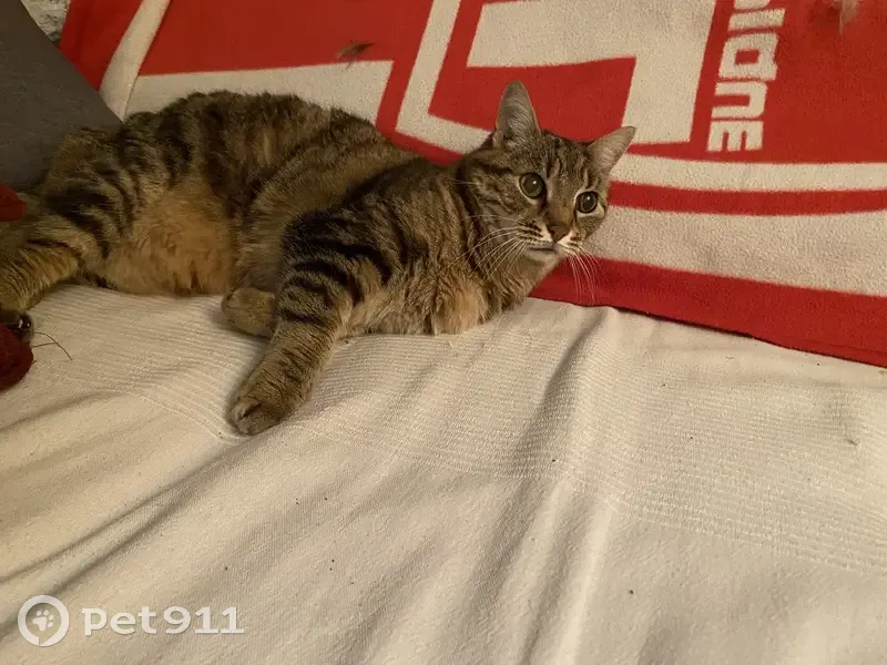 Chat européen mâle disparu à Velaine-en-Haye - photo