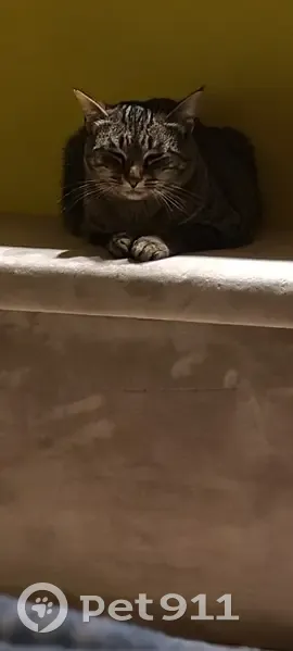 Chatte tigrée perdue à Torigny-les-Villes - photo