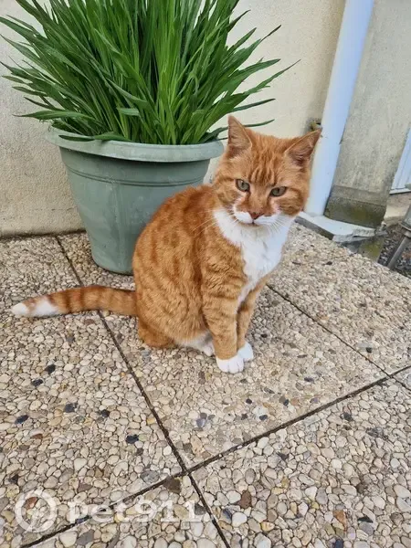 Chat roux et blanc perdu à Falaise - photo