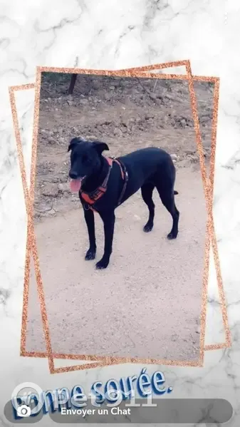 Chien perdu: Lola, taille moyenne, Ussat - photo
