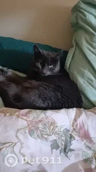 Chat mâle gris disparu à Épône - photo