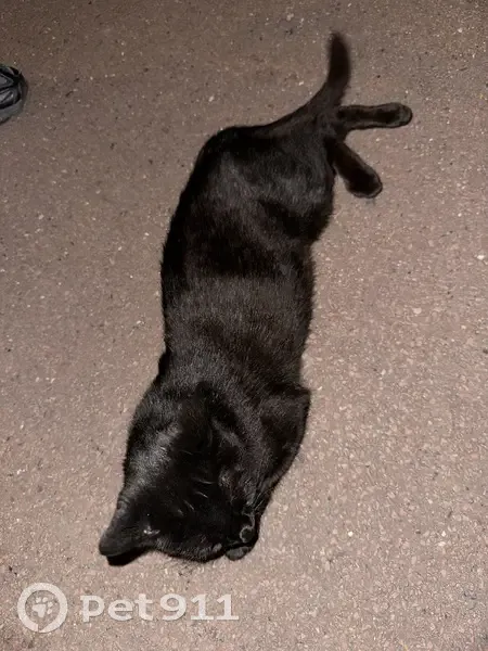 Chat noir trouvé, câlin, Bondy, Île-de-France - photo