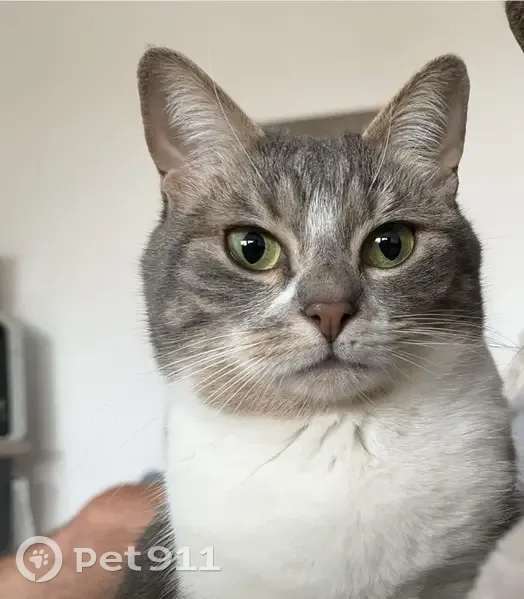 Chat européen tigré disparu à Arleux - photo