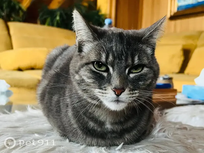 Chat disparu à Mandelieu-la-Napoule - photo