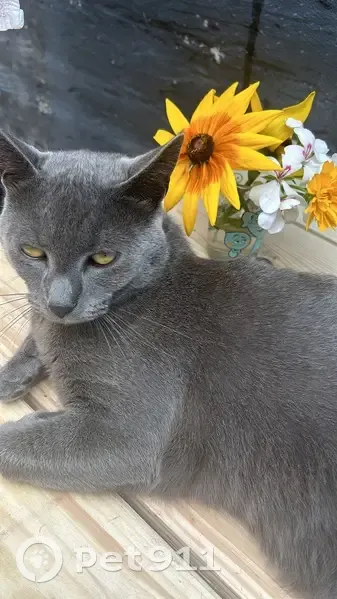 Chat disparu : Minou, type chartreux, Croix - photo