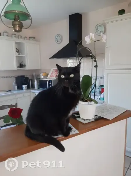 Chatte noire 9 ans disparue à Isle - photo