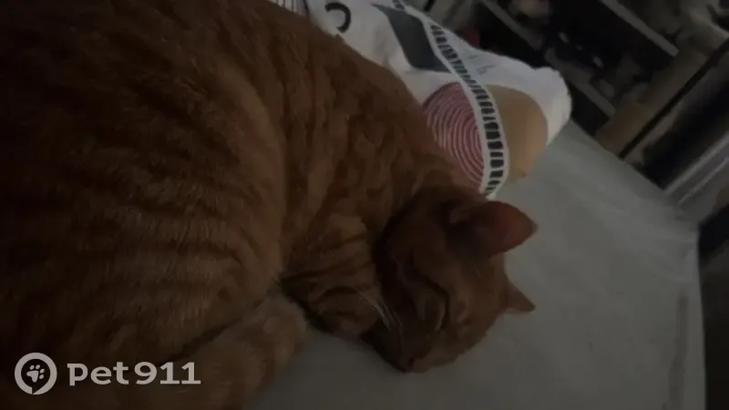 Chat roux aux yeux clairs perdu à Fougères - photo