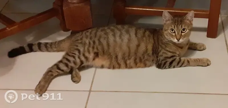 Chatte adulte câline trouvée à Vendargues - photo