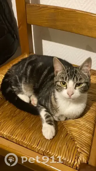 Chatte tigrée disparue à Marseille - photo
