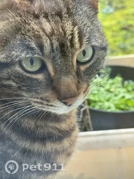 Chat tigré perdu à L'Union, route de Bessières - photo