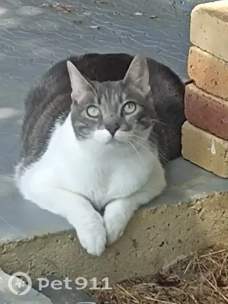 Chatte tigrée Mia disparue à Marseille - photo