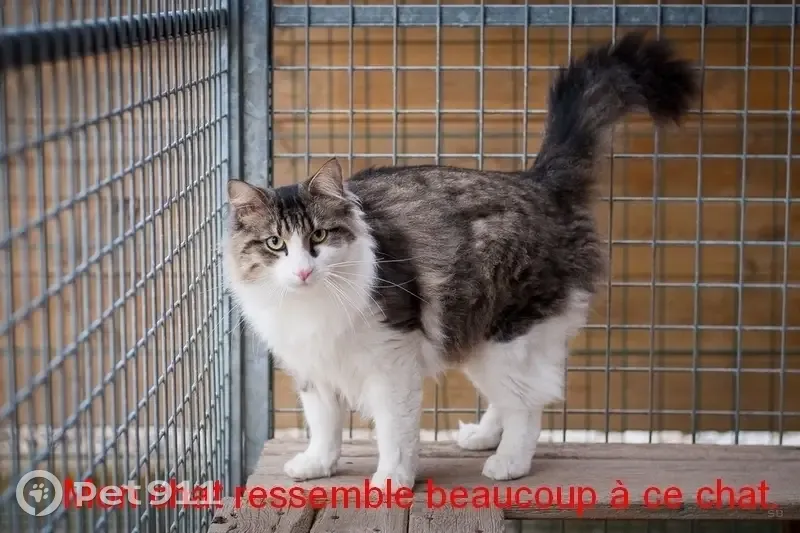 Chat tigré blanc/marron/gris perdu au Gosier - photo