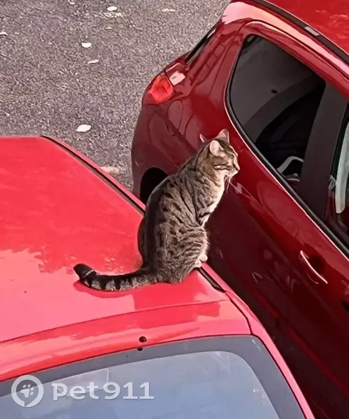 Chat européen gris tigré perdu à Contrexéville - photo